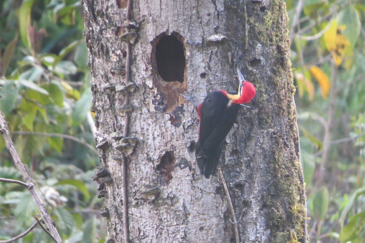Crimson-bellied Woodpecker - Parque Nacional de Cutervo - SERNANP