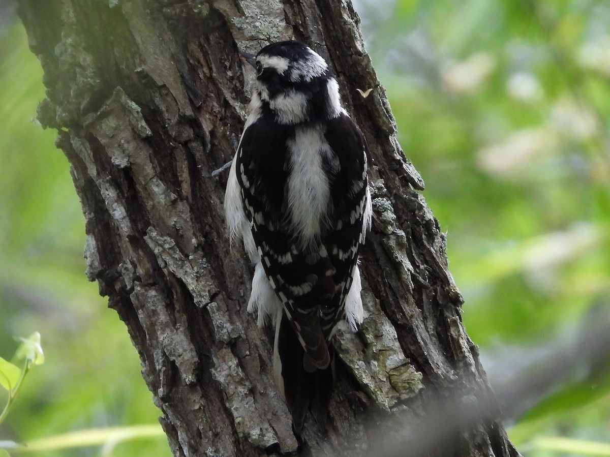 Downy Woodpecker - ML233138091