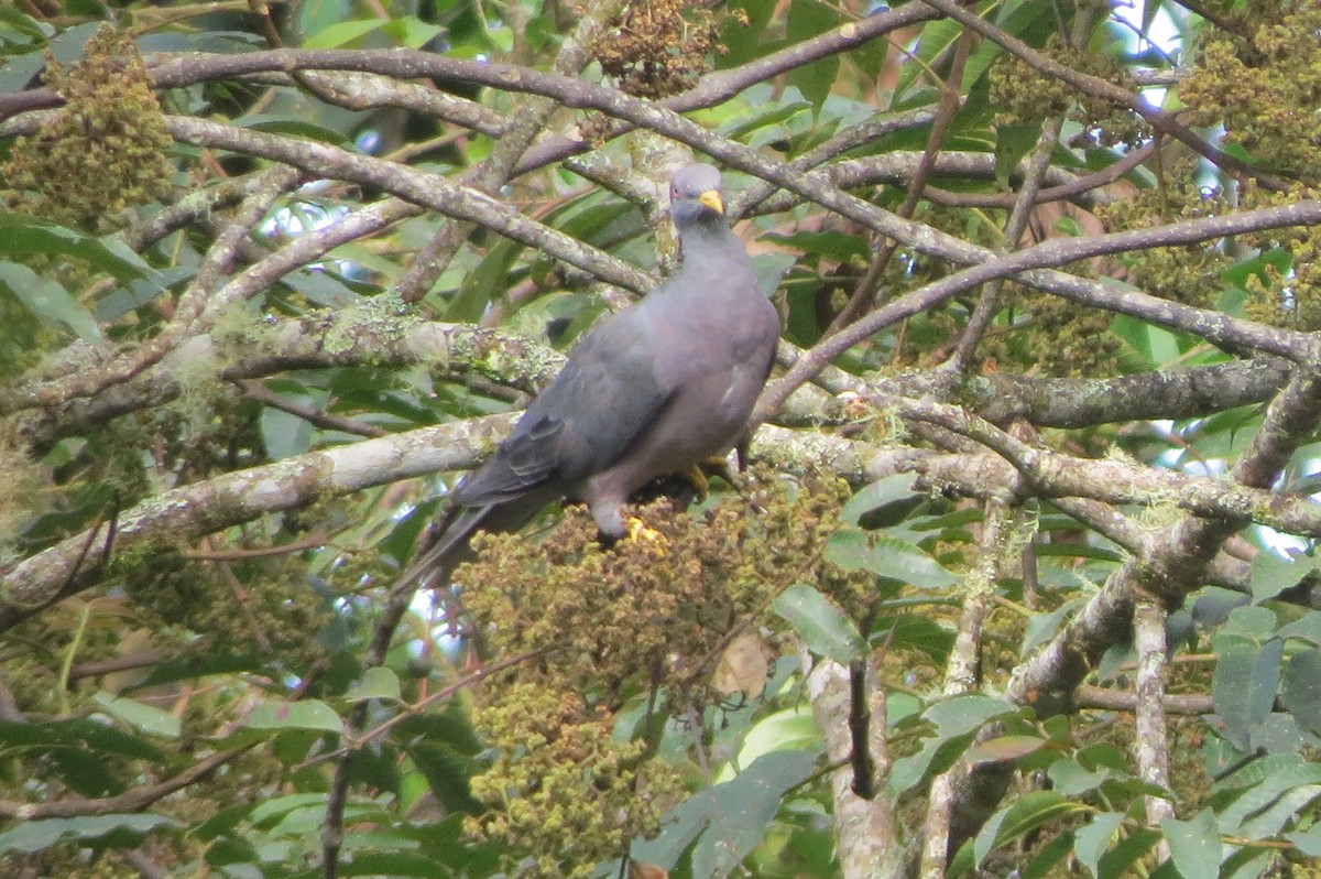 Band-tailed Pigeon - Parque Nacional de Cutervo - SERNANP