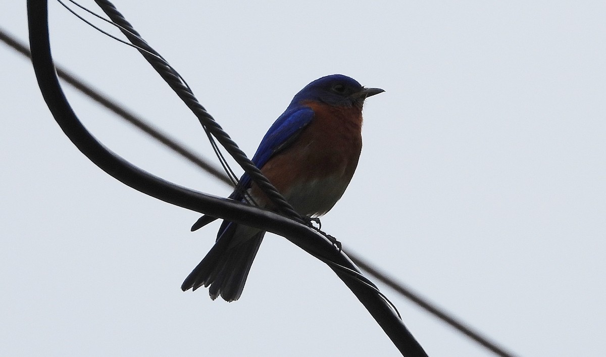Eastern Bluebird - ML233138341