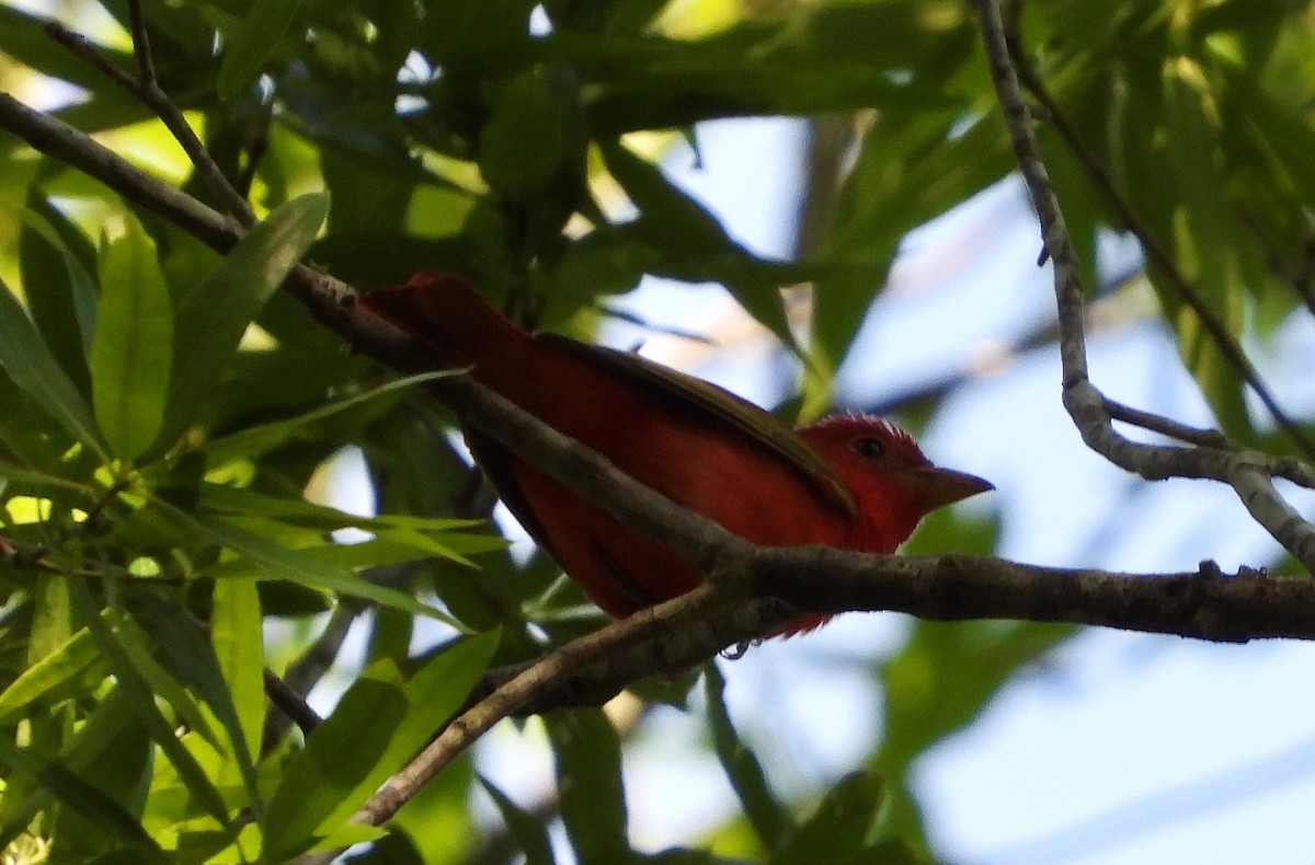 Summer Tanager - ML233139391