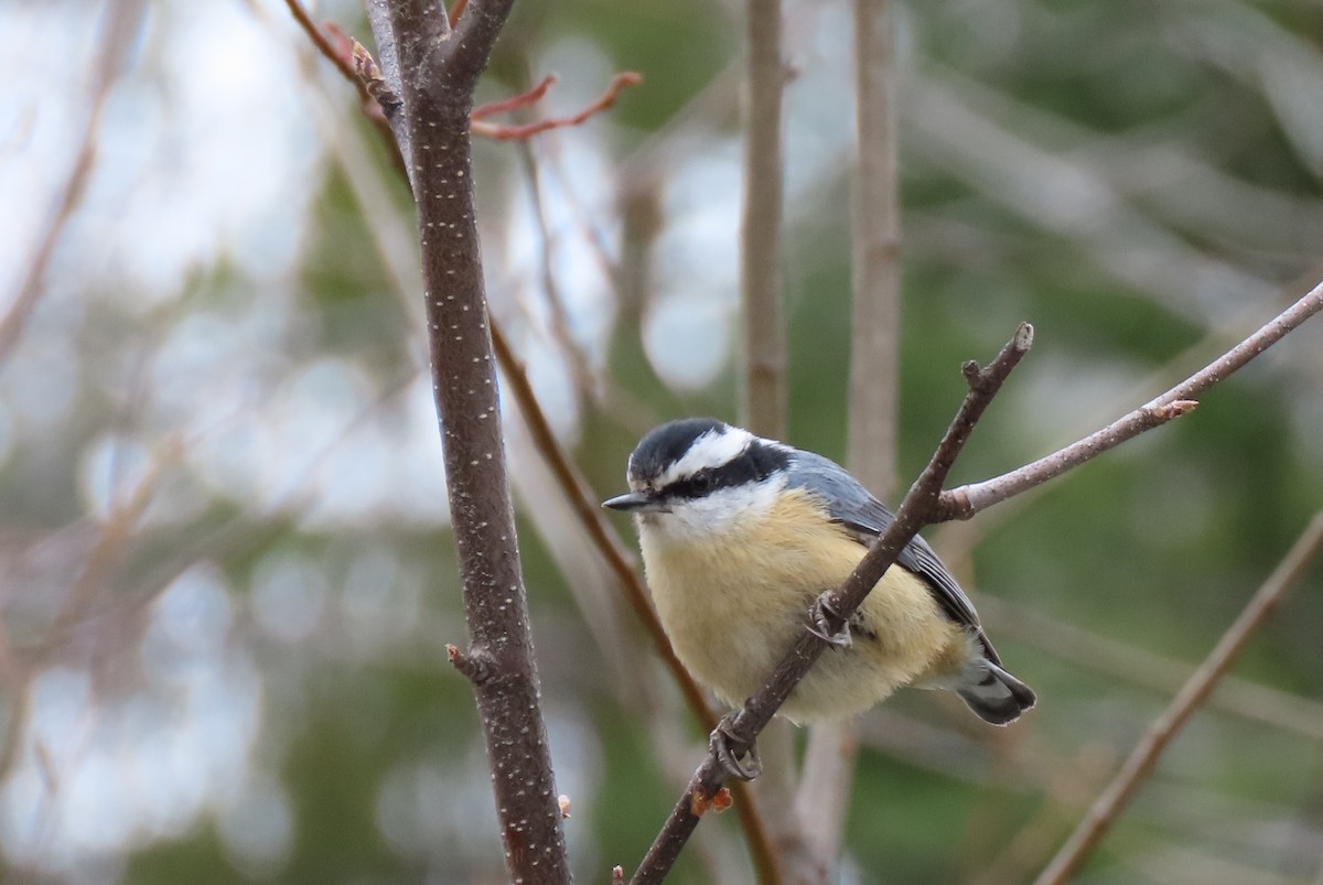 Red-breasted Nuthatch - Maryse Lessard