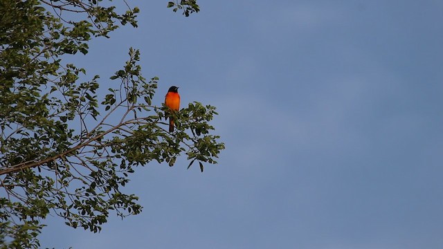 Baltimore Oriole - ML233141391