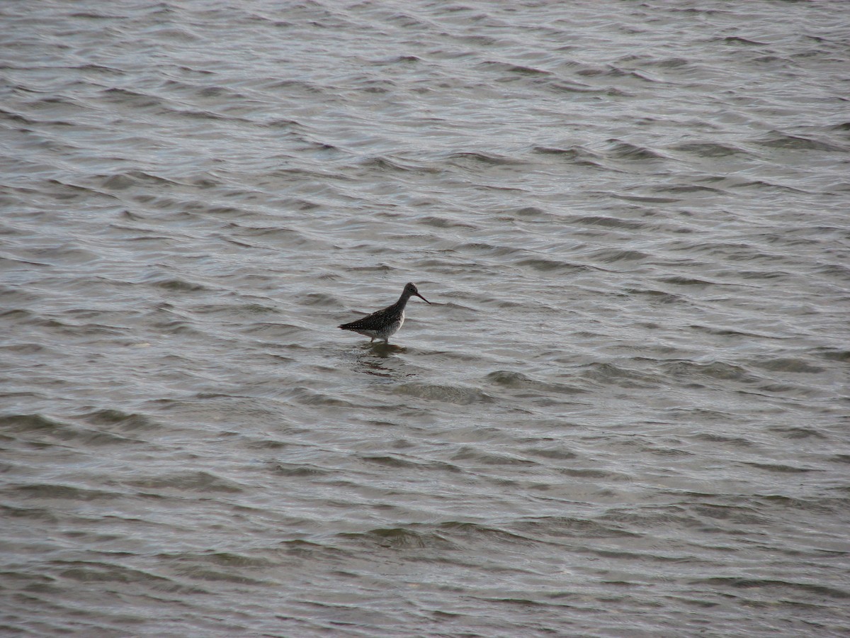 Greater Yellowlegs - ML233144711