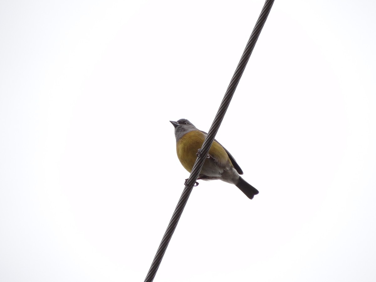 Patagonian Sierra Finch - ML233144801