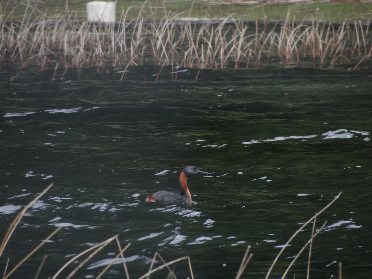 Great Grebe - ML233145721