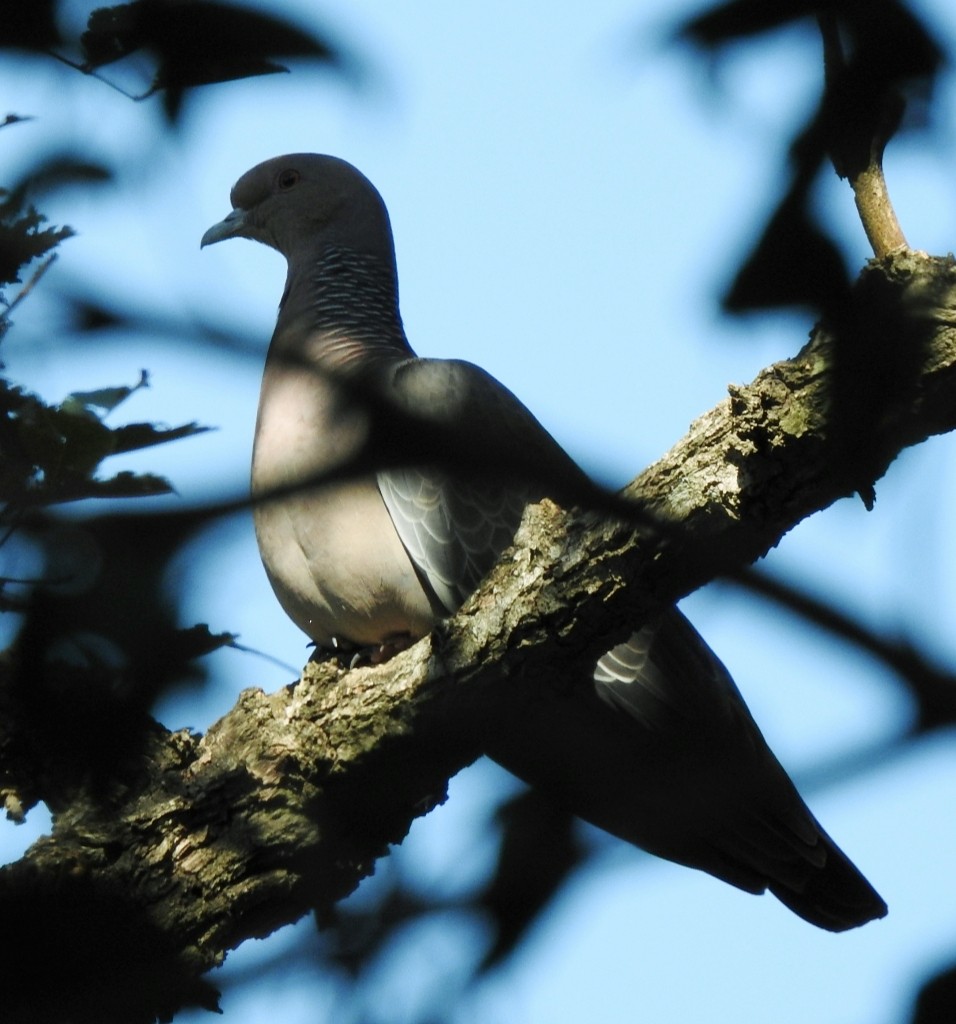 Picazuro Pigeon - ML233146511