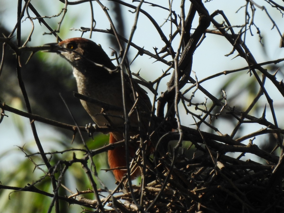 Greater Thornbird - Fabian Lertora