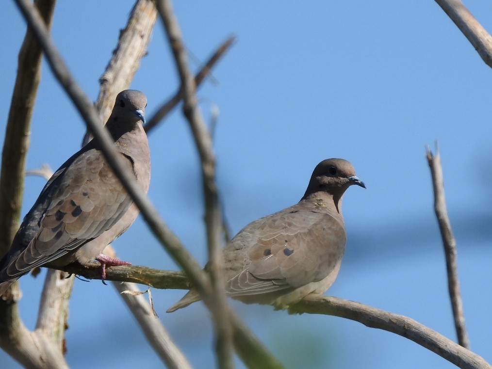 Eared Dove - ML233148841