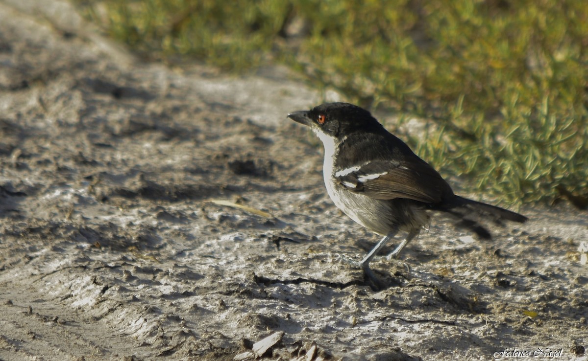 Great Antshrike - ML233149131