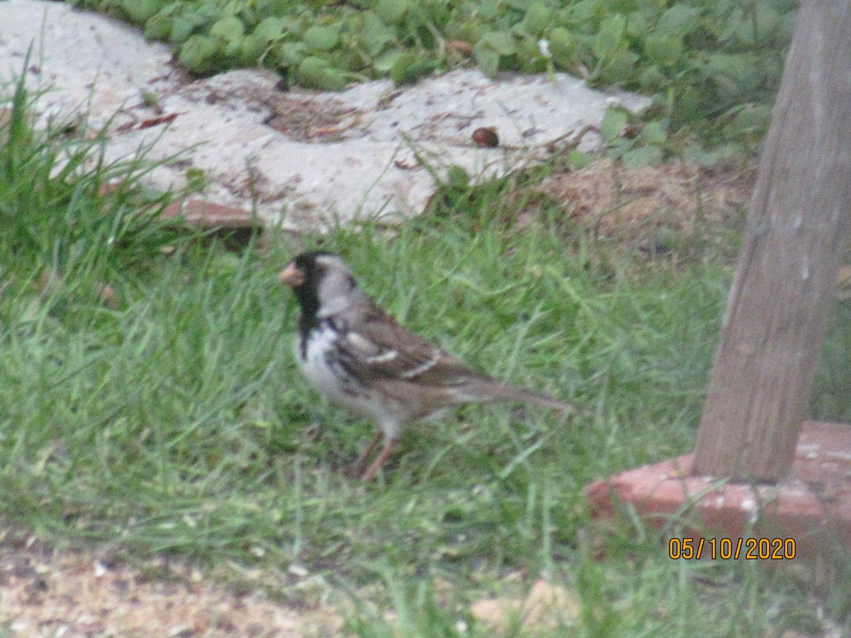 Harris's Sparrow - ML233149231