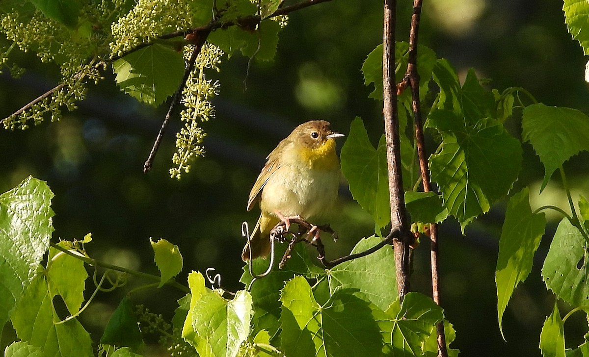 Common Yellowthroat - ML233150611