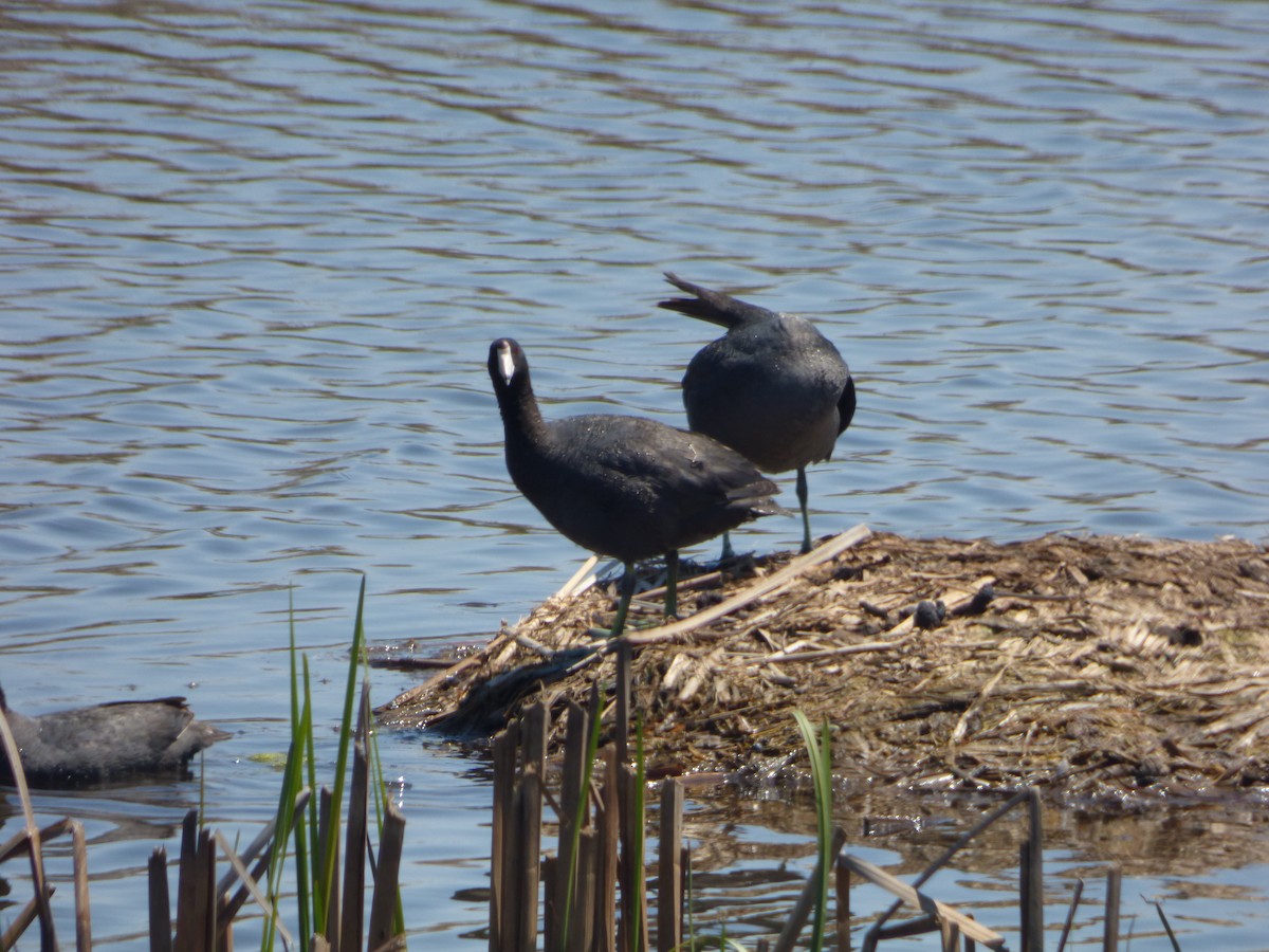 American Coot - ML233150911