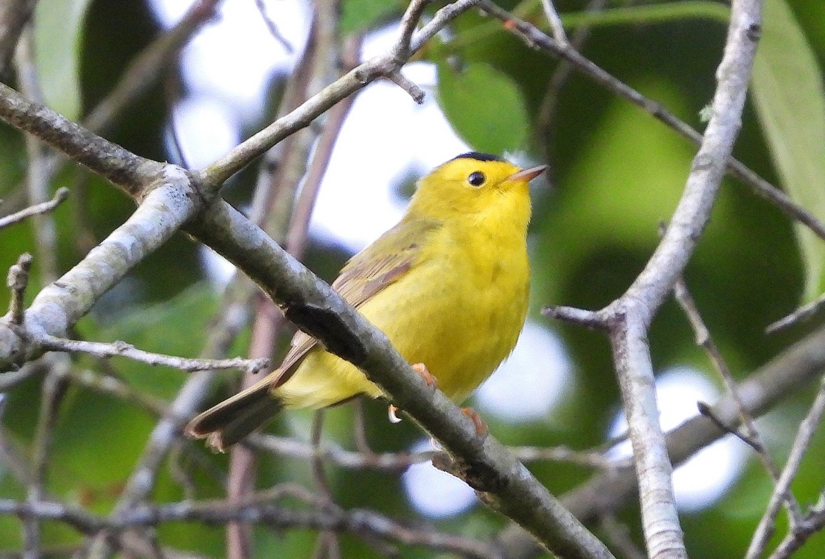 Wilson's Warbler - ML233150941