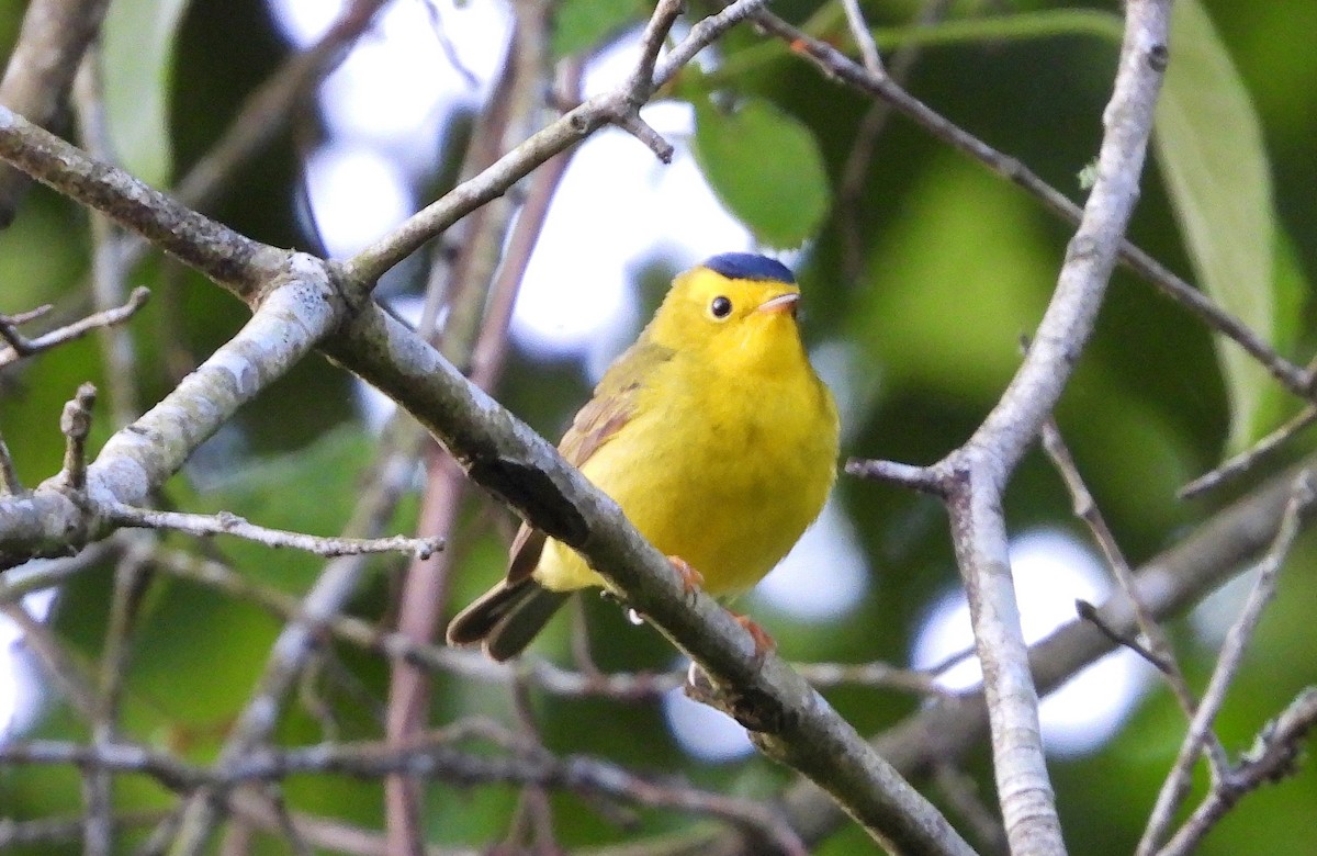 Wilson's Warbler - Marie Furnish