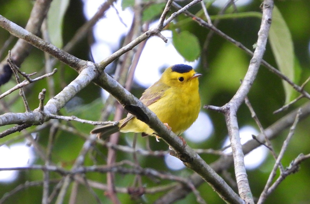 Wilson's Warbler - ML233151011