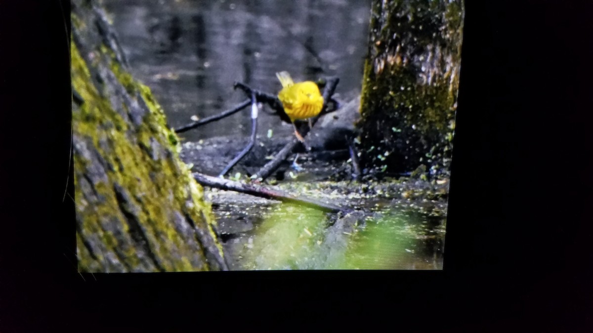 Yellow Warbler - ML233152711