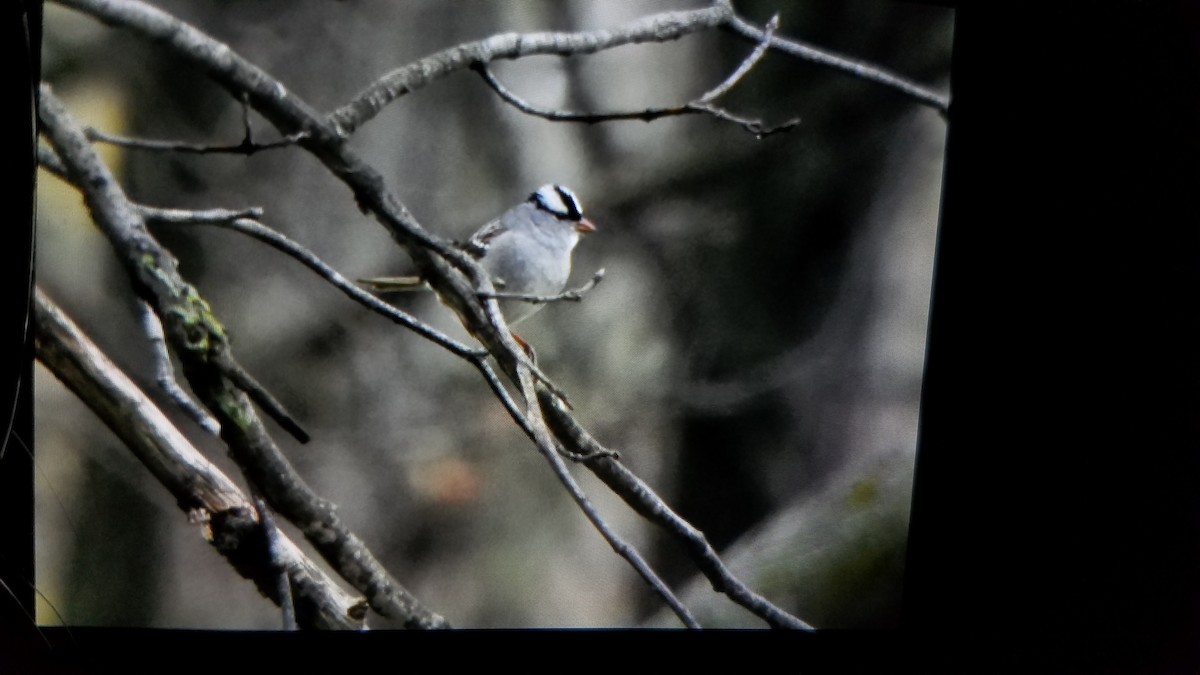 White-crowned Sparrow - ML233153191