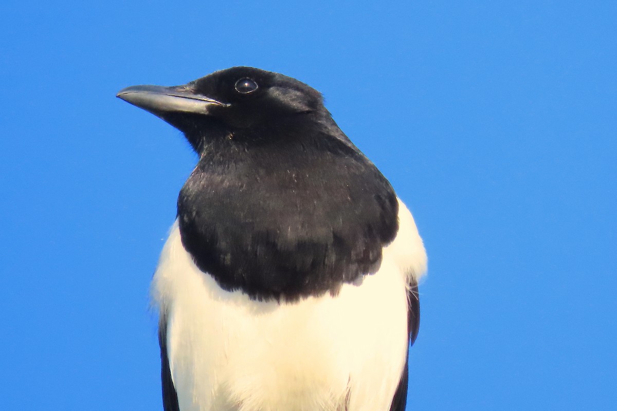 Black-billed Magpie - ML233153881