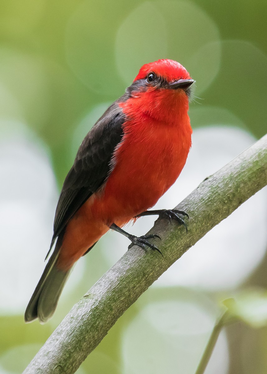 Vermilion Flycatcher - ML233156181