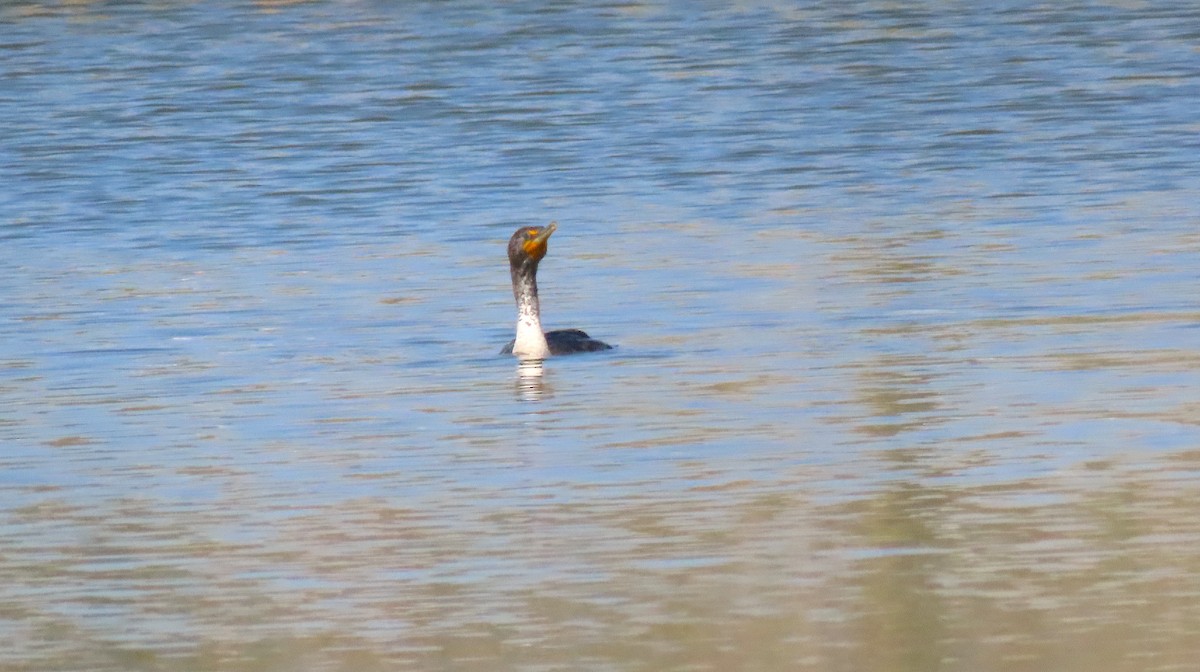 Cormoran à aigrettes - ML233156561