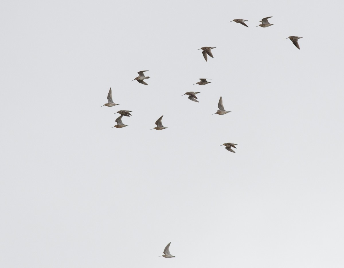 Short-billed Dowitcher - Alix d'Entremont