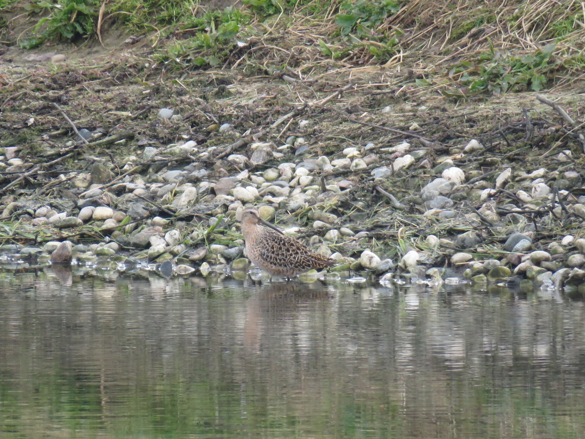 Short-billed Dowitcher - Kenneth Bishop