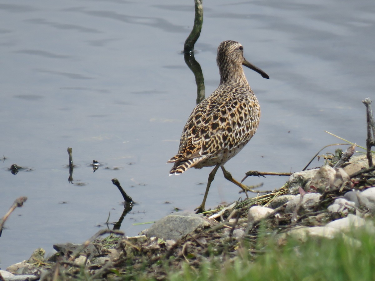 Short-billed Dowitcher - ML233156751