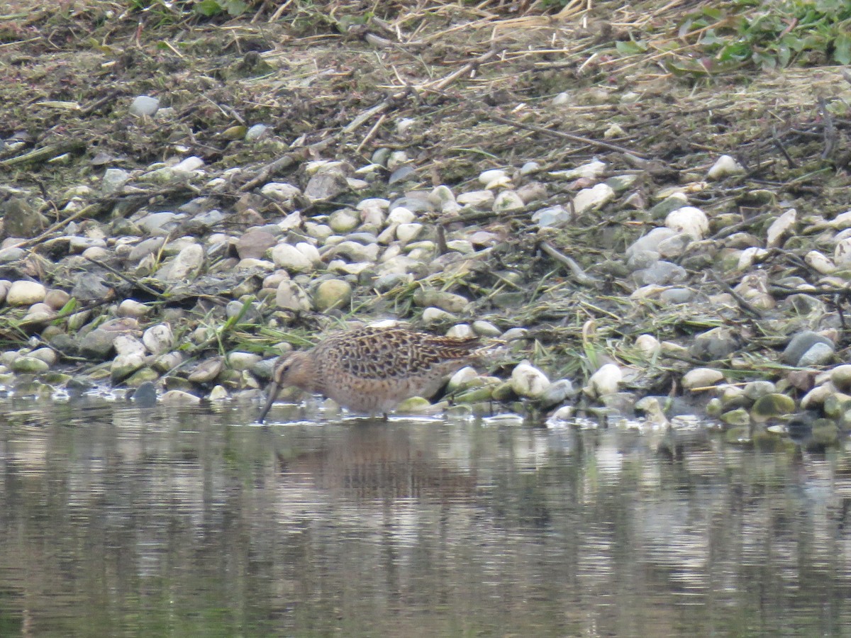 Short-billed Dowitcher - ML233156761