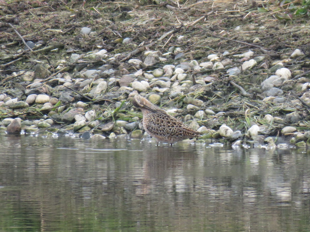 Short-billed Dowitcher - Kenneth Bishop