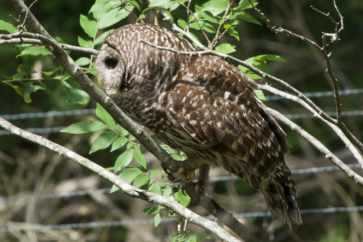 Barred Owl - ML233158131