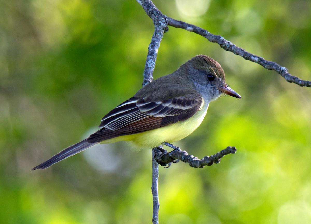 Great Crested Flycatcher - ML233158321