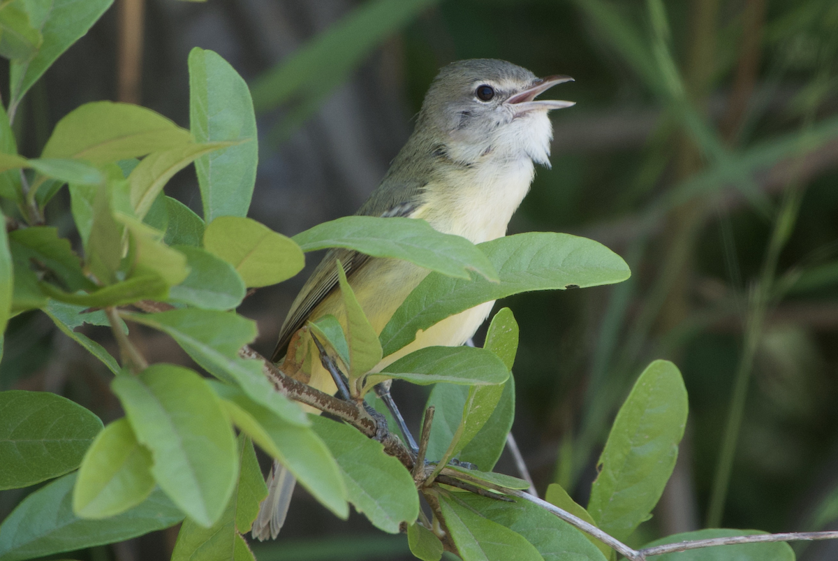 Bell's Vireo - Jacob Crissup