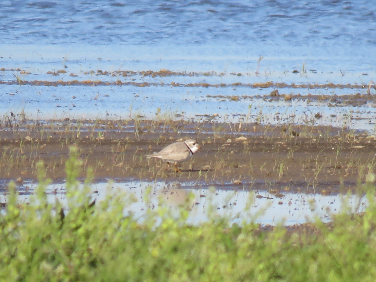 Piping Plover - ML233159851