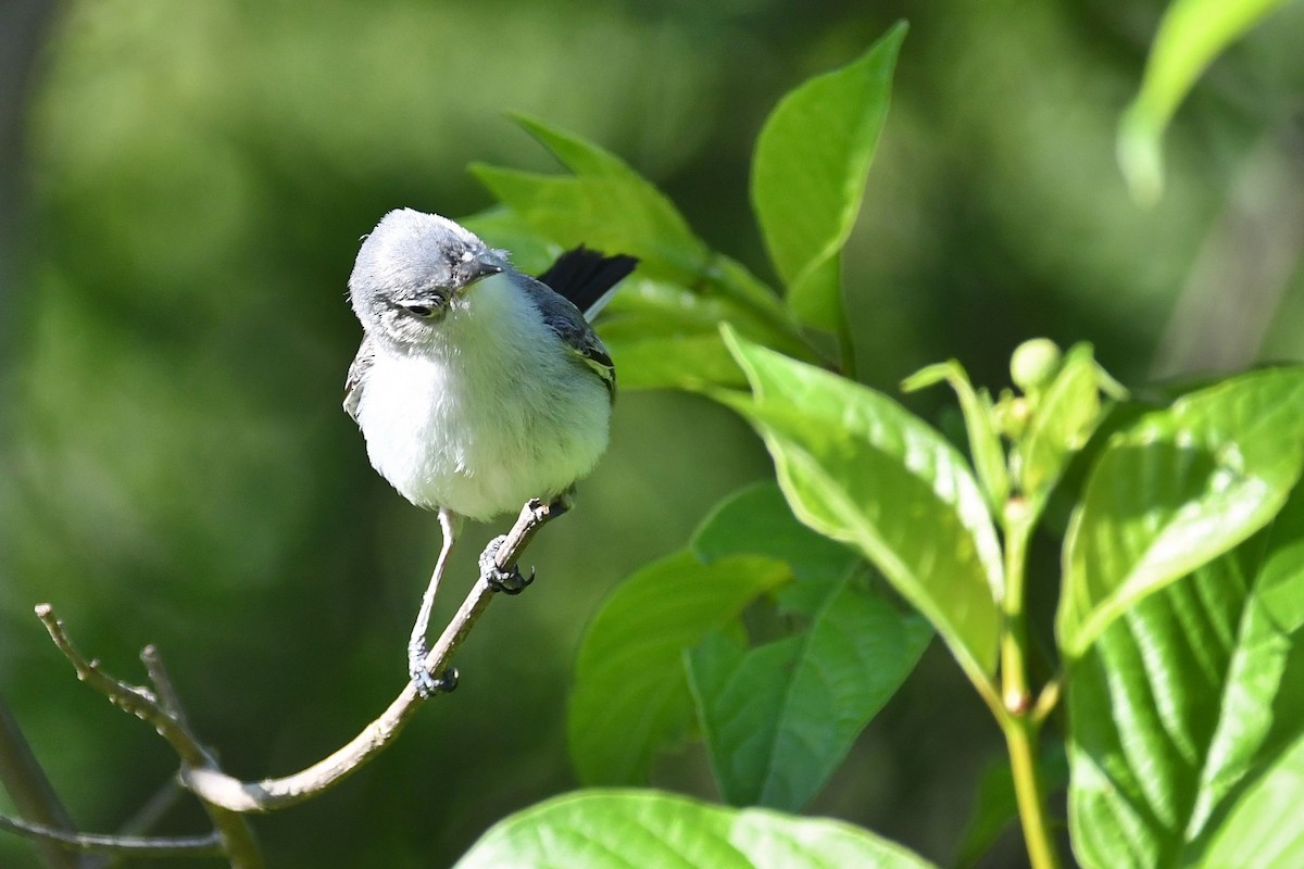 Blue-gray Gnatcatcher - ML233160861