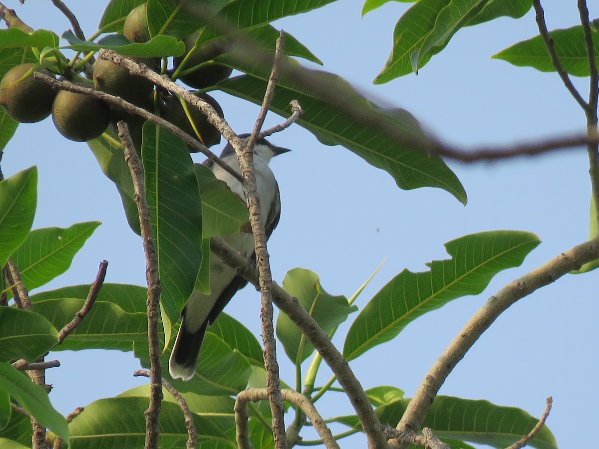 Eastern Kingbird - Jafeth Zablah