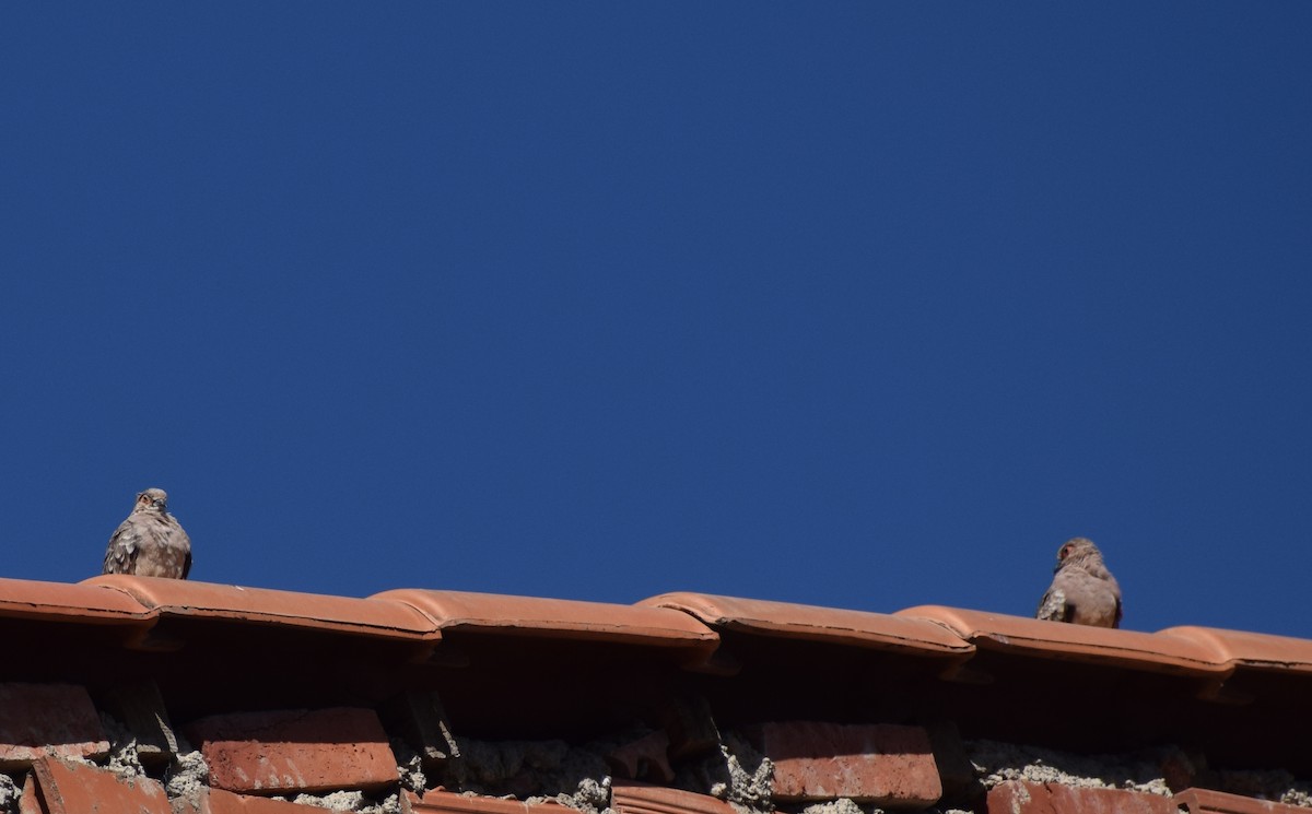 Bare-faced Ground Dove - ML233161031