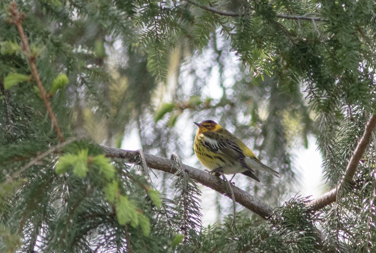 Cape May Warbler - ML233162611