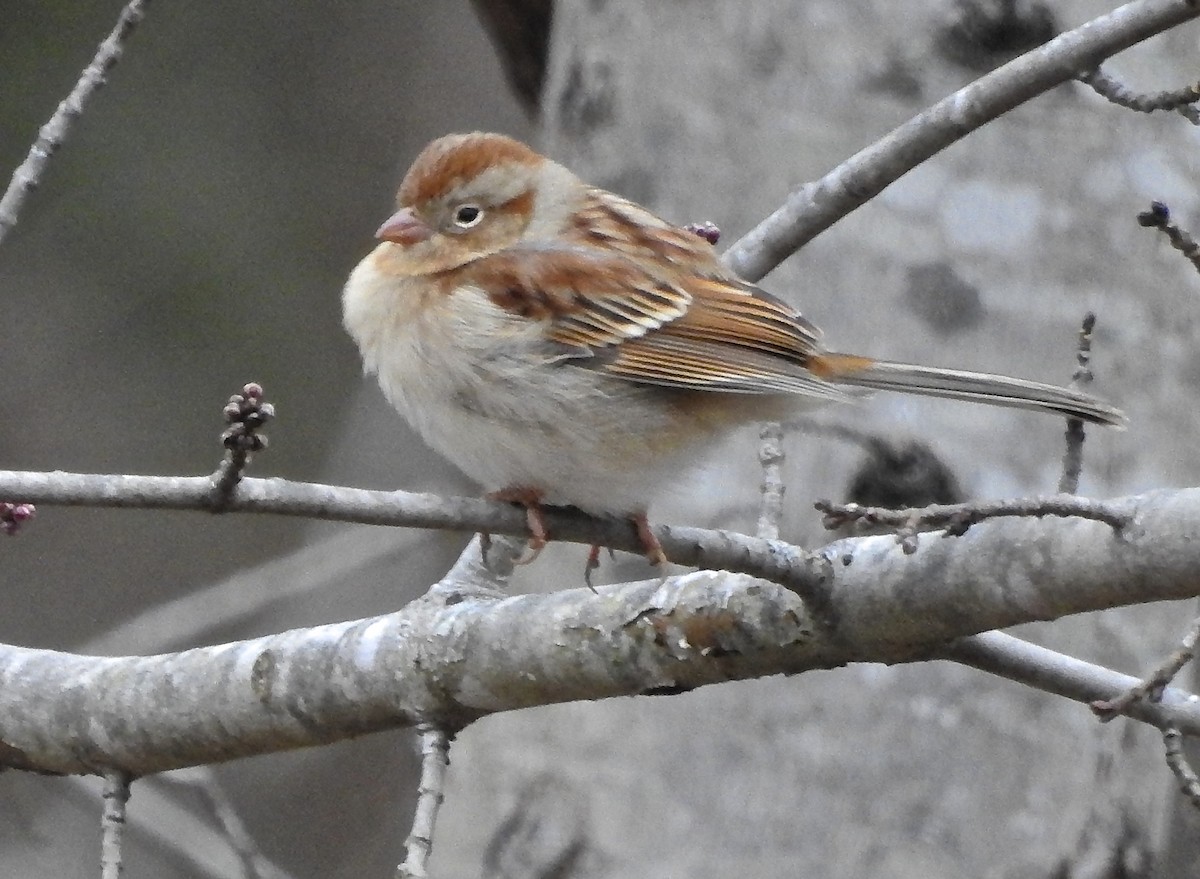 Field Sparrow - ML23316291