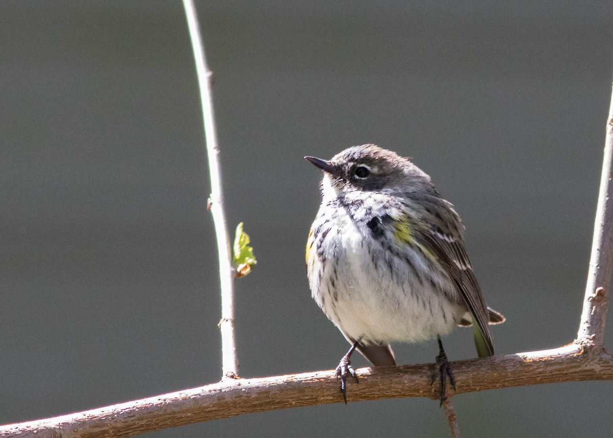 Yellow-rumped Warbler - ML233162981