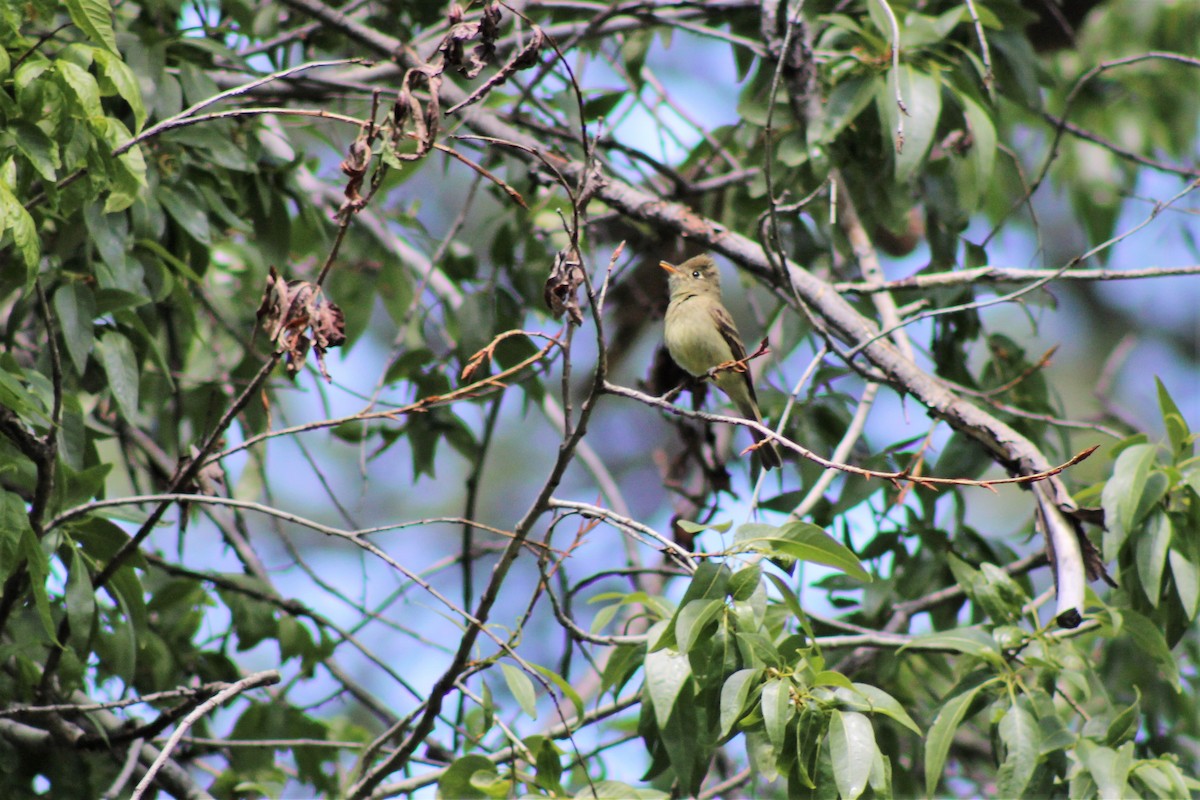 Western Flycatcher (Cordilleran) - ML233163191