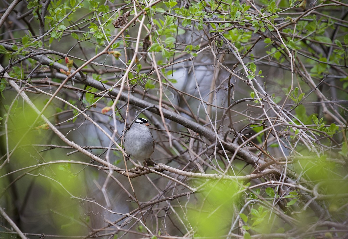 White-crowned Sparrow - Samuel Allen
