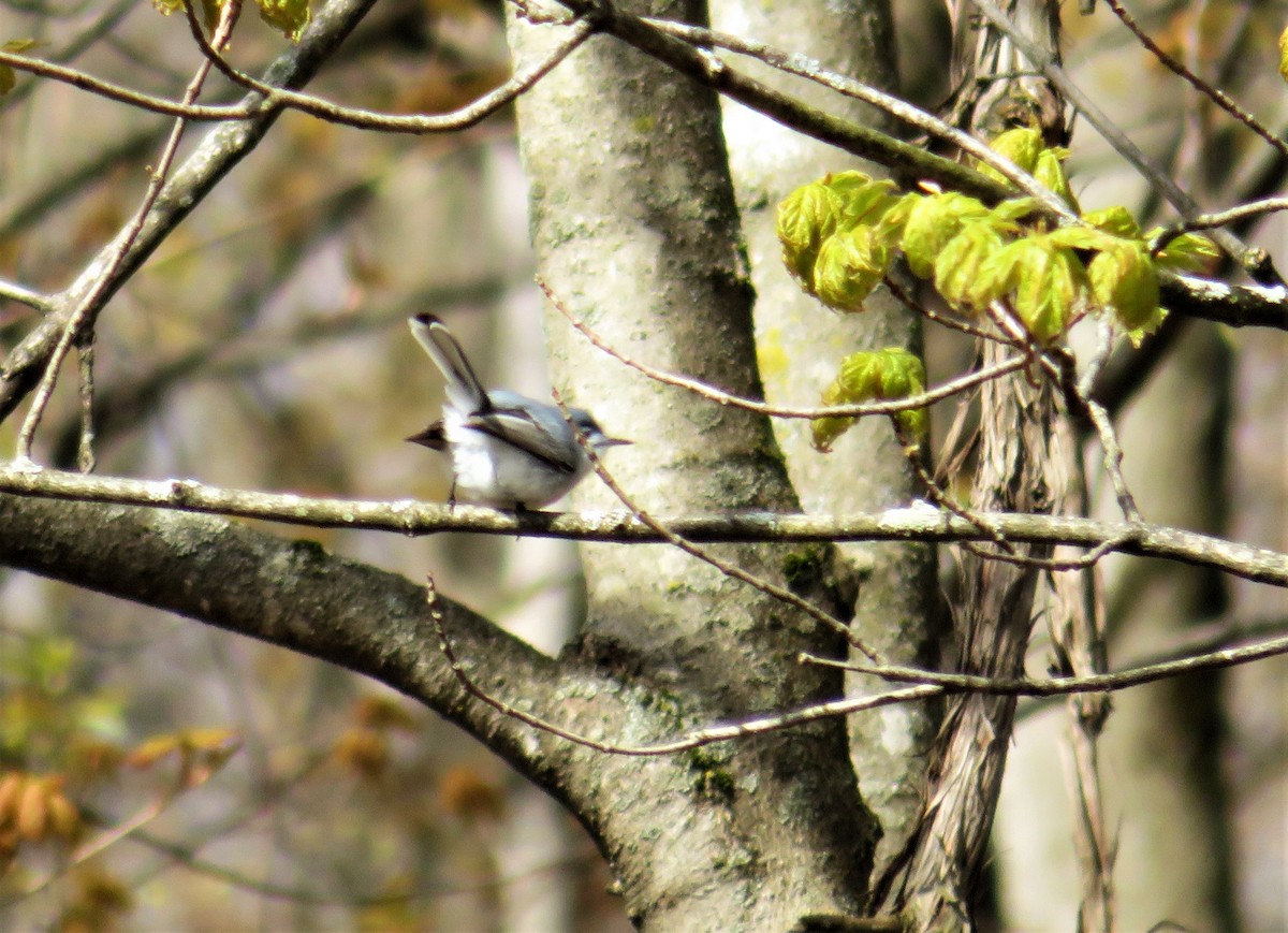 Blue-gray Gnatcatcher - ML233164481