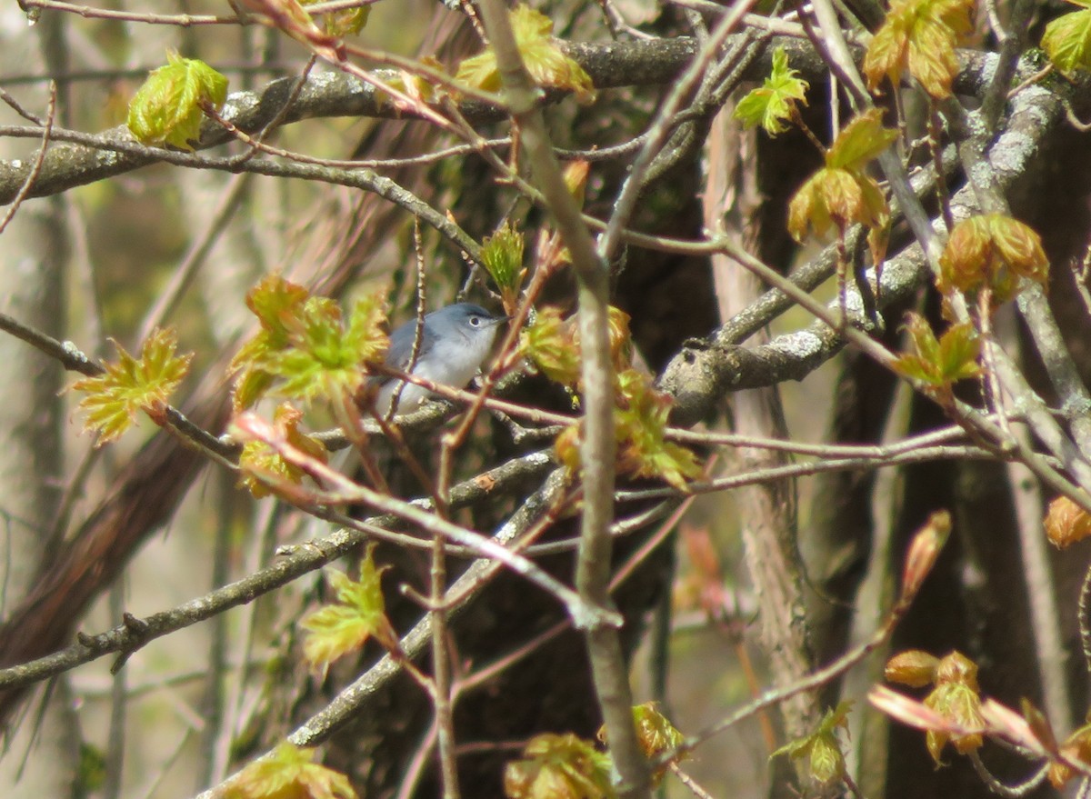 Blue-gray Gnatcatcher - ML233164501