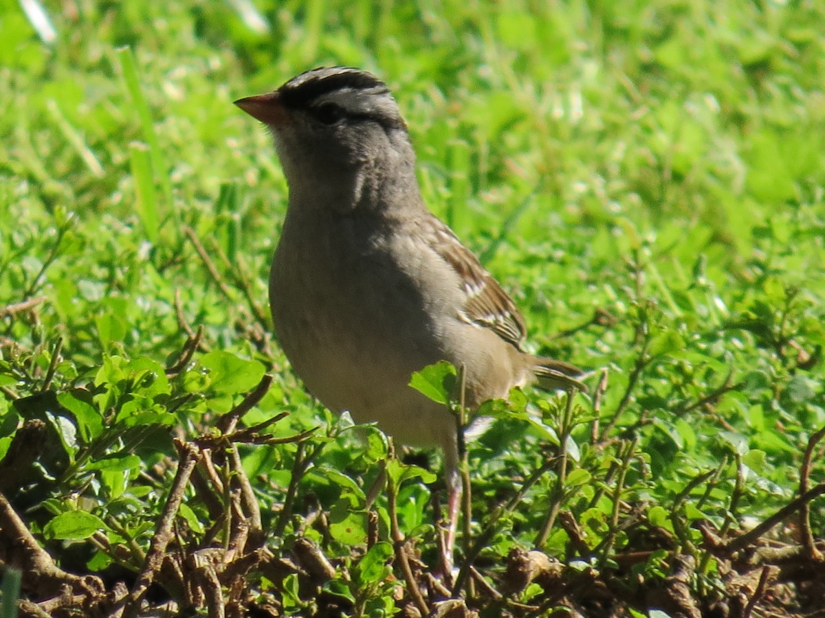 White-crowned Sparrow - ML233166331