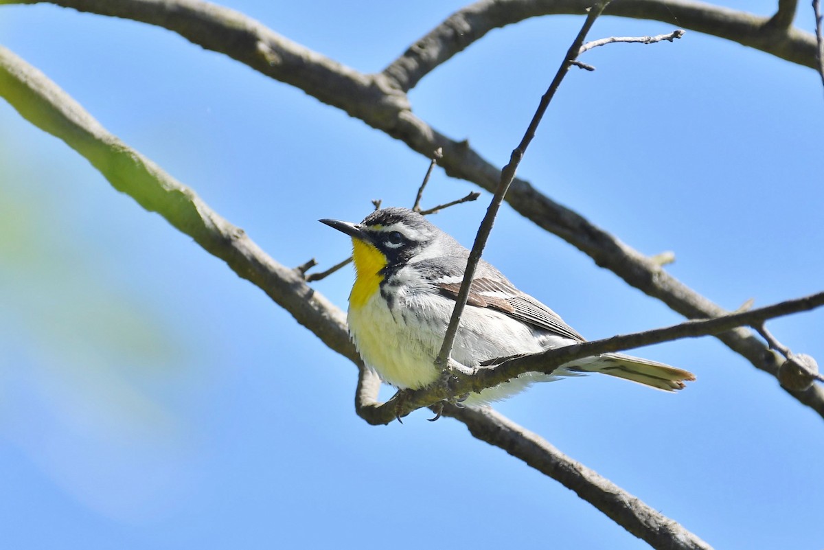 Yellow-throated Warbler - ML233167221