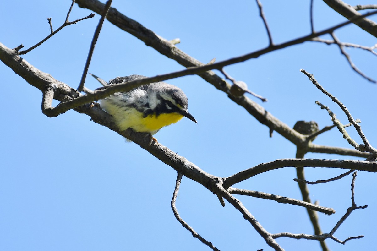 Yellow-throated Warbler - ML233167231