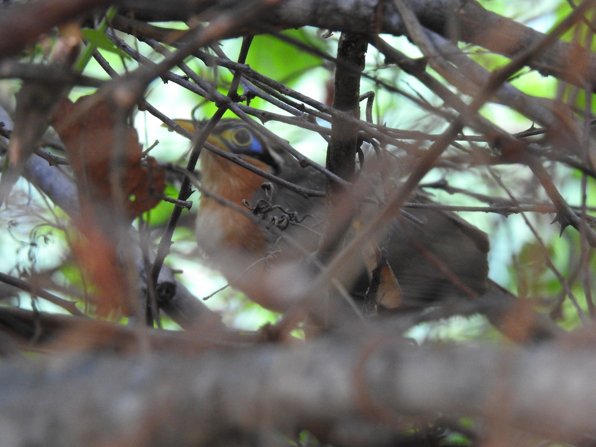 Lesser Ground-Cuckoo - ML233167831