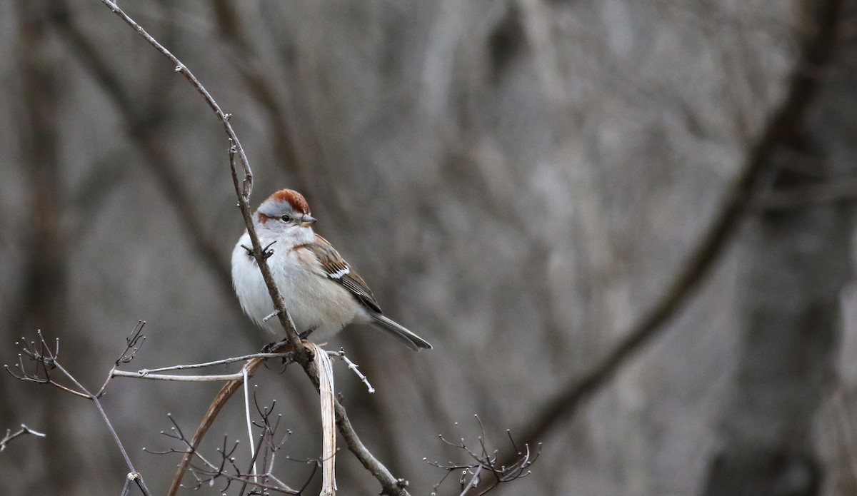 American Tree Sparrow - Jay McGowan