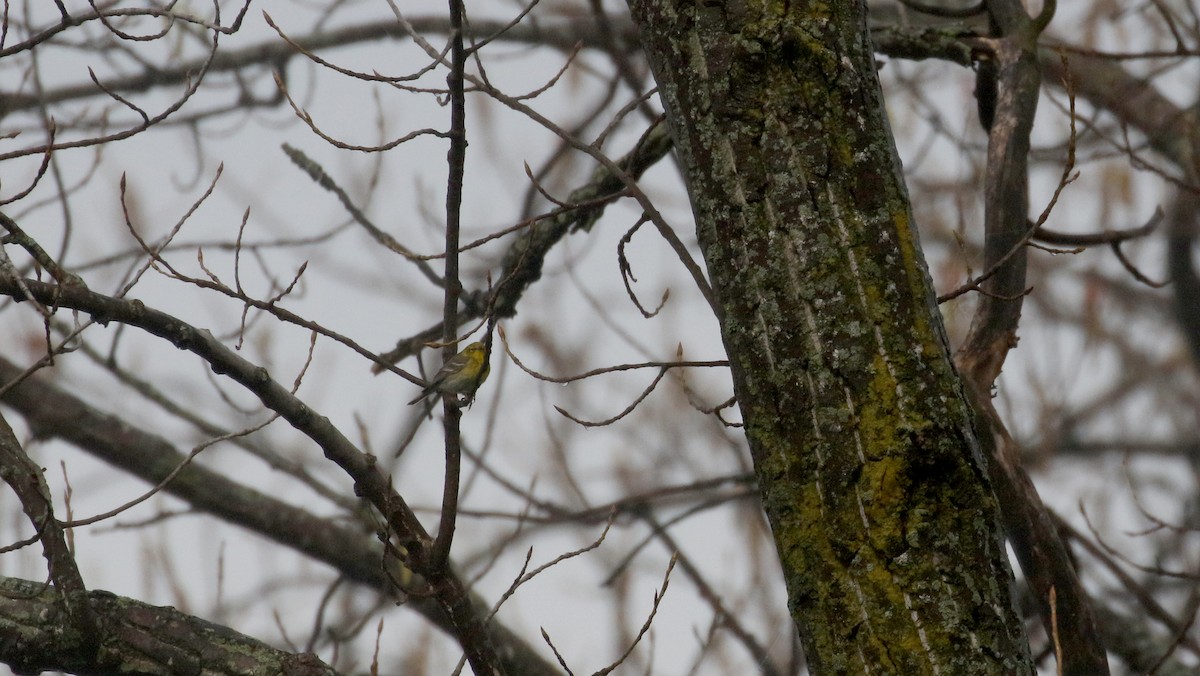 Pine Warbler - ML233169161